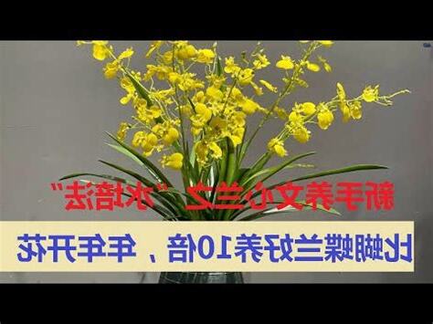文心蘭 風水